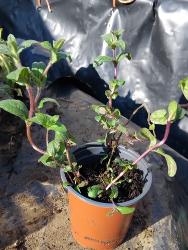 9cm pot peppermint - , pot.