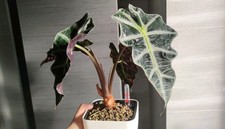 Alocasia Elephant Ear African