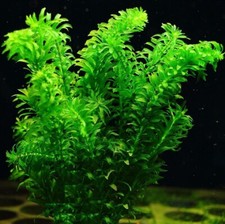 Elodea Densa Oxygenating Pond Water Aquarium Live Plants Egeria
