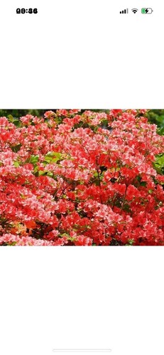 Azalea japonica geisha orange - geisha,