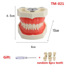 28/32 Teeth Model for Dental