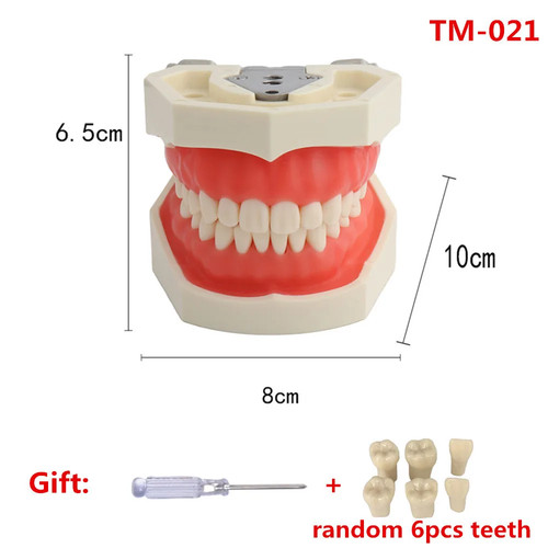 Teeth model for dental - model,