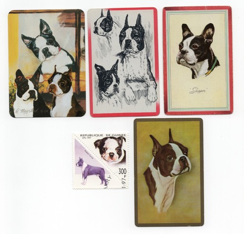 Boston terrier collection - terrier,