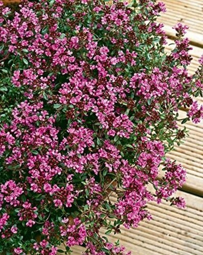Creeping red thyme - creeping, aromatic