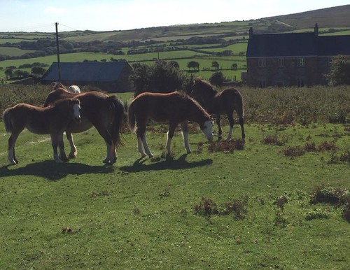 Photo 6x4 horses - 6x4,