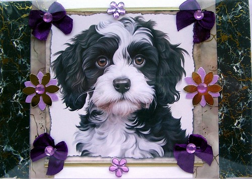 Shih tzu puppy dog hand - tzu,