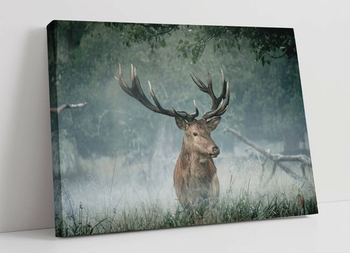 Majestic stag canvas wall - stag, -canvas