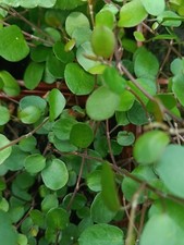 Muehlenbeckia complexa, hardy