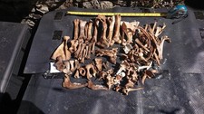 Real Sheep/Lamb Bones