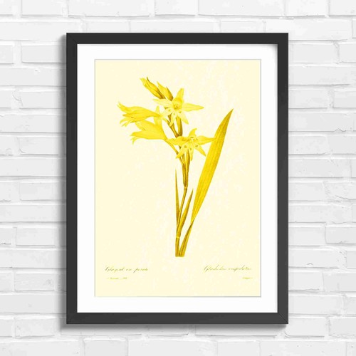 Botanical gladiolus floral - botanical,