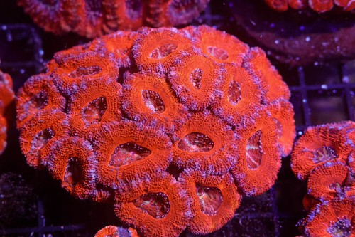 Orange asian acan colony - asian,