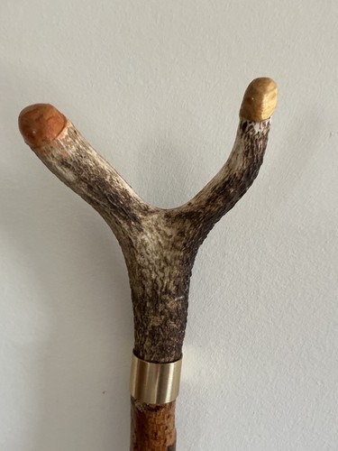 Red deer antler - red,