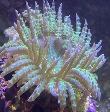 Rock Flower Anemone Borneman