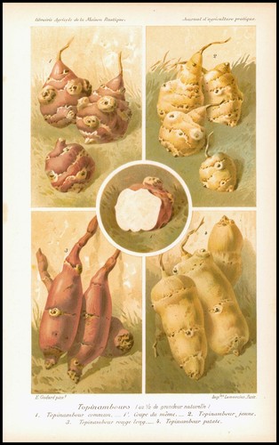 1894 antique chromolithograph - antique,