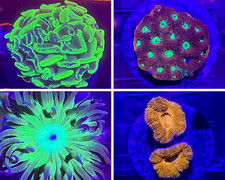 SHIPS FREE: Four Pack Assorted