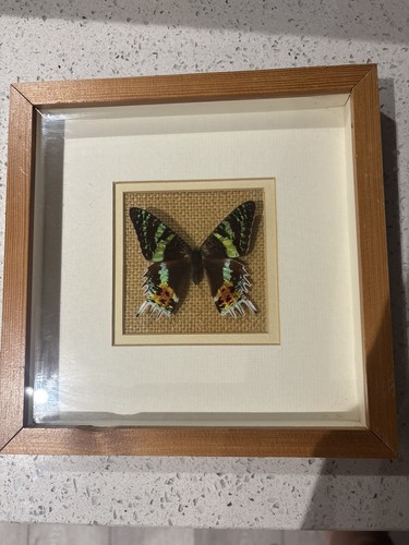 Madagascan sunset moth box - sunset,