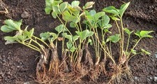 5 Bare Root Strawberry Plants 