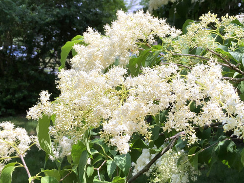Japanese lilac tree seeds - tree,