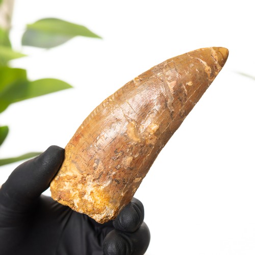 Inch african t rex - 4.51, "african
