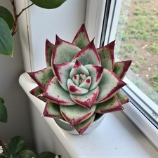 Echeveria Agavoides Ebony in