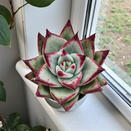 Echeveria agavoides ebony - echeveria,