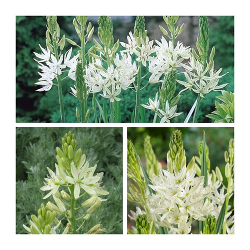 Camassia leichtlinii alba 30 - camassia,