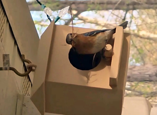 Hanging plastic bird - bird, house