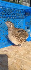 Japanese Jumbo Quail H*ING E#gs , 24 + 6 Free,, 400+ g