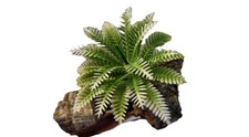 Artificial Vivarium Plants, Set Of Three Mini Boston Ferns
