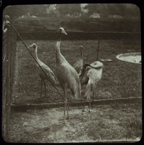 Glass magic lantern slide - magic,