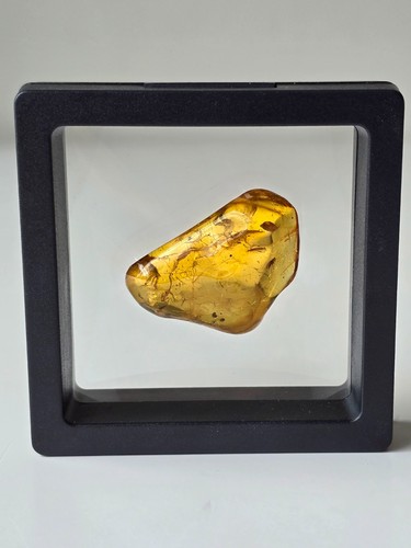 Grams real baltic amber - real,