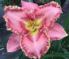 Hemerocallis  - Princess Tutu