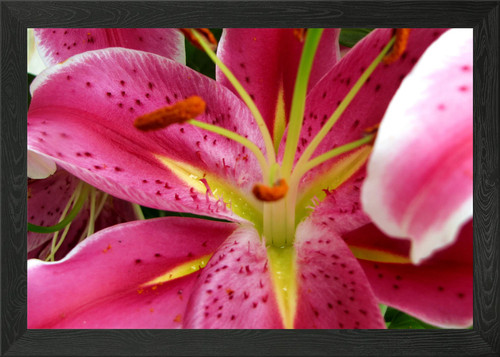 Stargazer lily framed wall - framed,