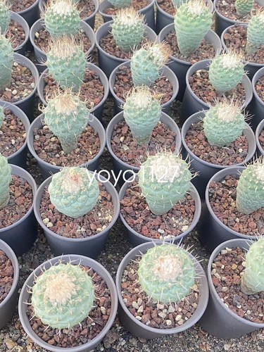 4cm strombocactus disciformis - 4cm,