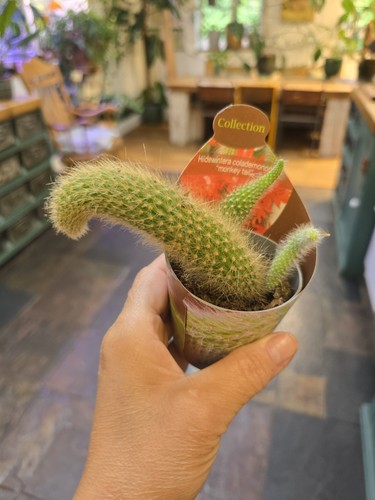 Small monkey tail cactus - monkey,