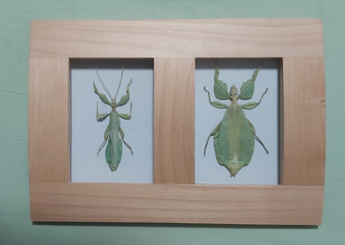 Taxidermy framed real walking - taxidermy,