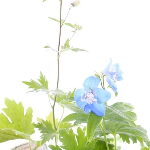 Delphinium magic fountains - delphinium,
