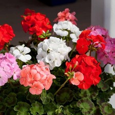 Geranium Bedding Plants 6 Pack