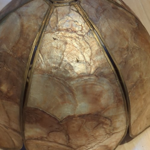 Vintage antique seashell - vintage,