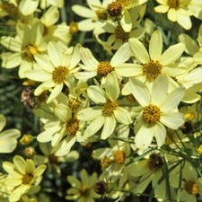 Coreopsis Verticillata
