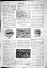 Old 1905 Scientific American Ants Queen Cocoon Larvae Pupae Gas Stove 20th