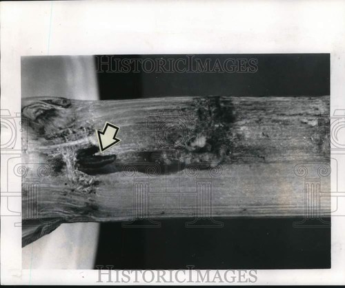 1964 press photo - 1964,