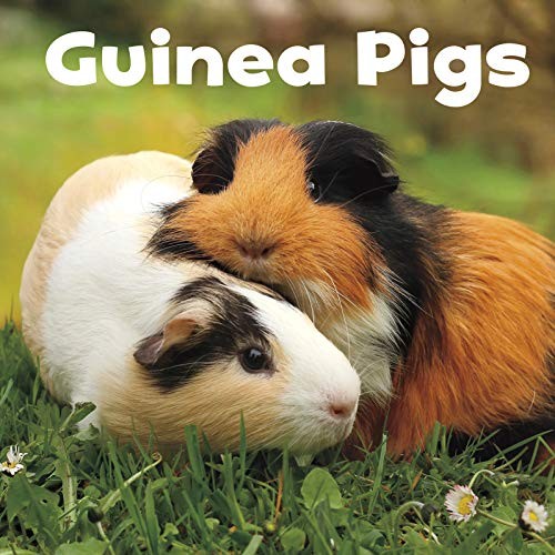 Guinea pigs - guinea, (our