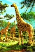 POSTCARDS –3D POSTCARDS (GIRAFFE) CHESSINGTON ZOO SURREY