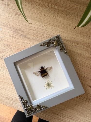 Taxidermy bumblebee specimen - bumblebee,