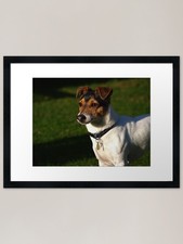Jack Russell in garden Framed