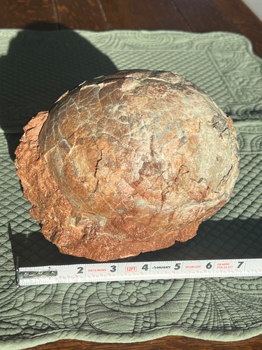 Genuine prehistoric petrified - genuine,
