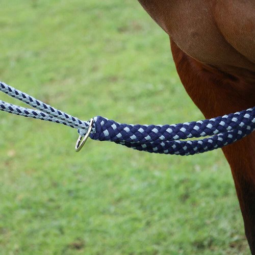 Horse equestrian lunging - horse,