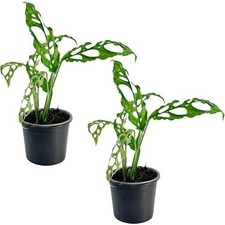 Monstera Obliqua Perú (Pack