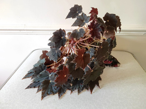 Black fang begonia - fang,